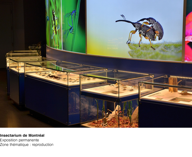 Insectarium Zone thématique reproduction